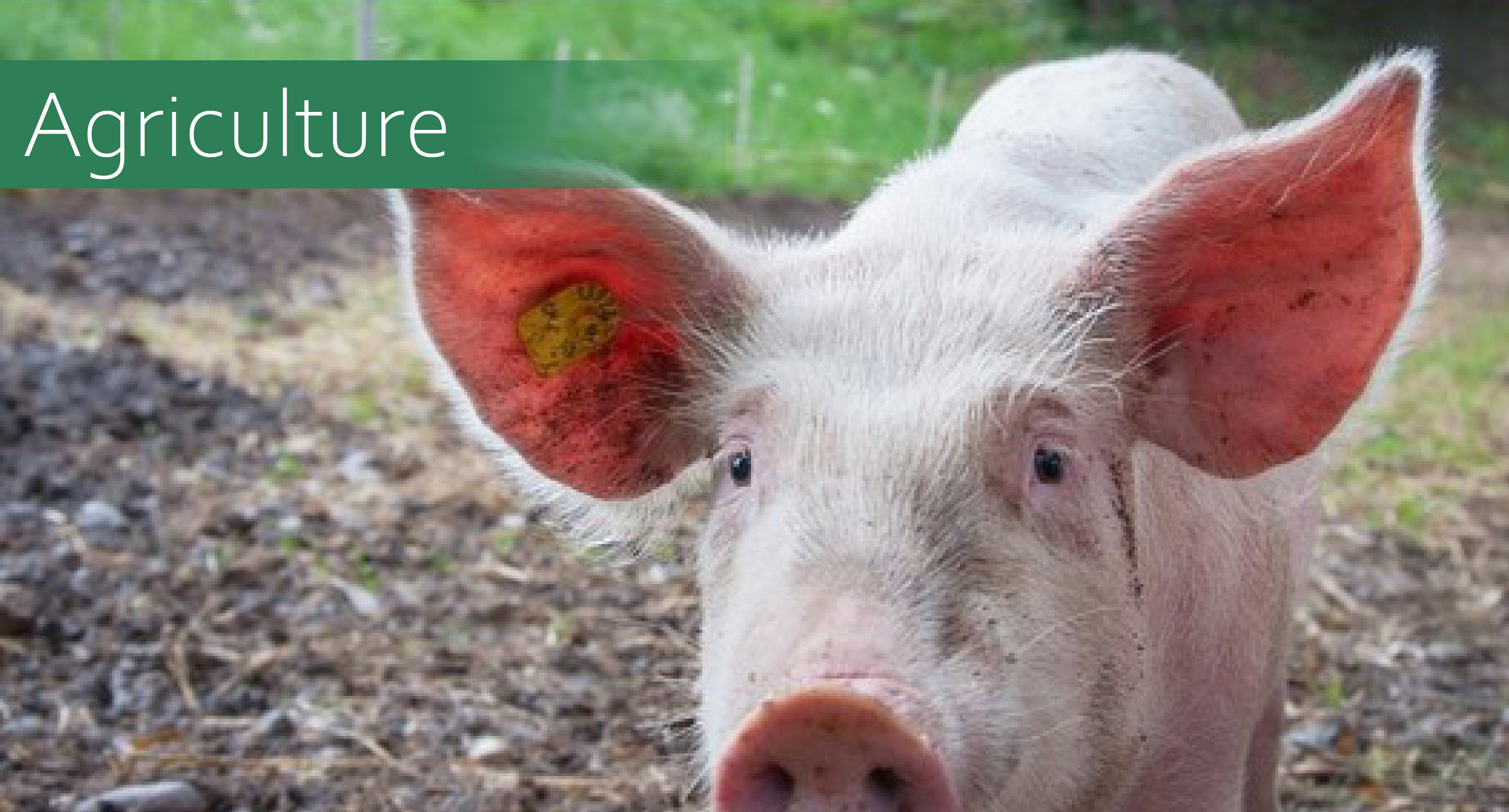 Agriculture Thumbnail