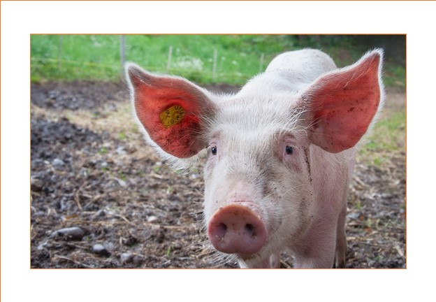 Agriculture Thumbnail